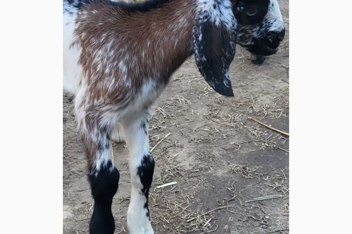 Продаются козлята английской породы- фото № 5