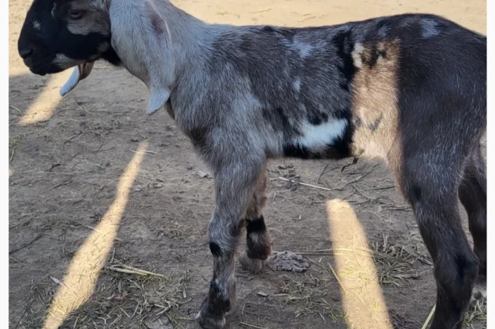 Продаются козлята английской породы- фото № 6