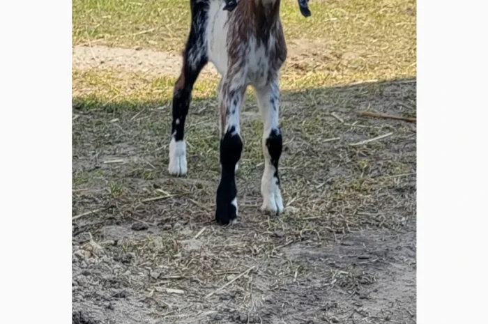 Продаются козлята английской породы- фото № 7