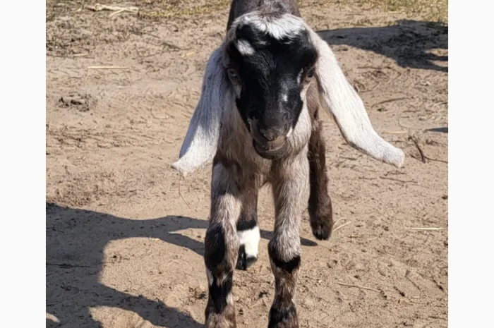 Продаются козлята английской породы- фото № 8