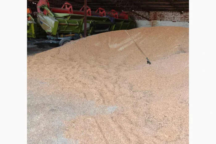 Продажа кукурузы некондиционной (поврежденные зерна)- фото № 1