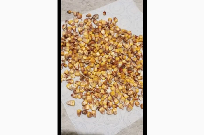 Продажа кукурузы некондиционной (поврежденные зерна)- фото № 2