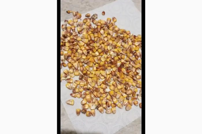 Продажа некондиционной кукурузы (поврежденные зерна)- фото № 2