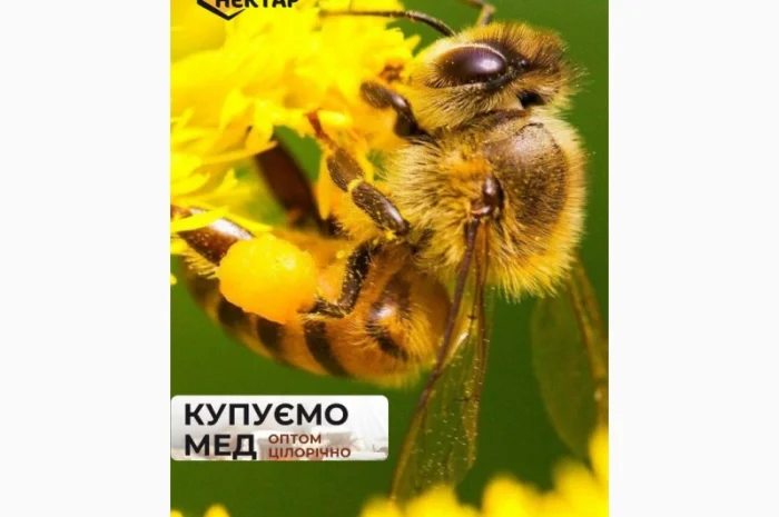 Закупка пчелиного пчелиного пыльцы- фото № 1