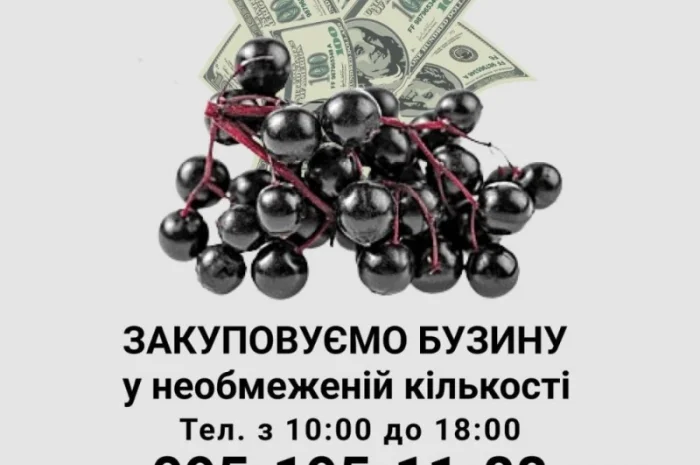 Купуємо бузину у необмежених кількостях- фото № 1