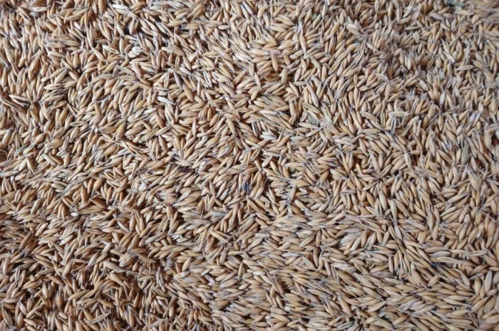 Продаж овесу продовольчого зерна- фото № 1