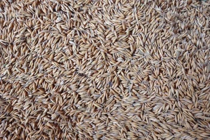 Продаж овесу продовольчого зерна- фото № 2