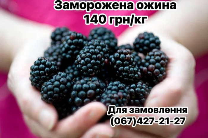 Продам заморожену культивовану ожину (шокова заморозка)- фото № 2