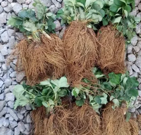 Саженцы клубники Румба ранняя- фото № 1