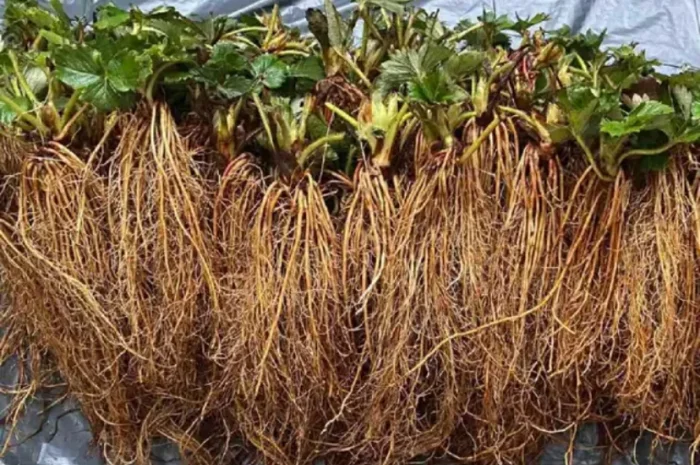 Качественная рассада клубники- фото № 1