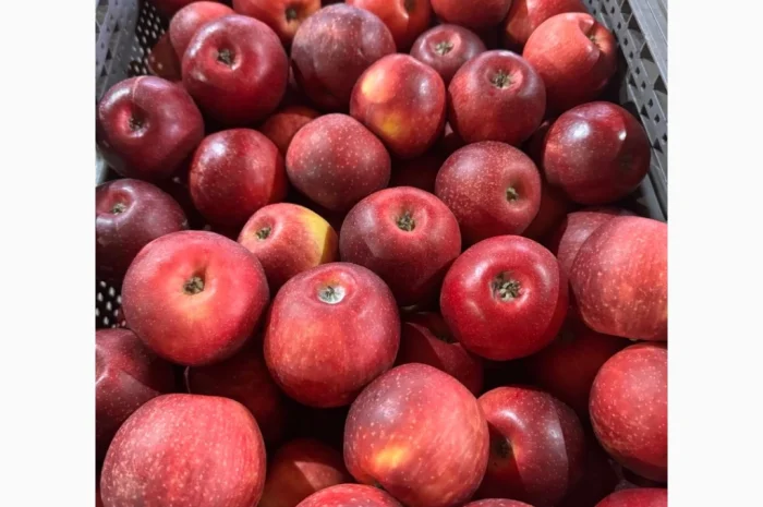 Продажа яблок Чёрный принц- фото № 1