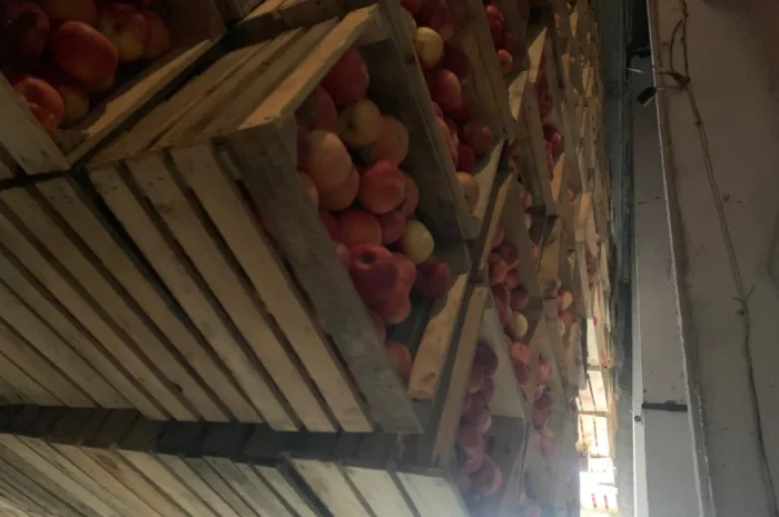 Продаются яблоки сорта Айдаред- фото № 3