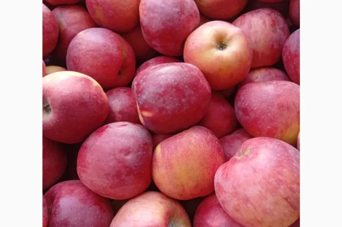 Продаются яблоки различных сортов- фото № 1