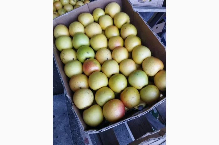 Продаю яблоки Айдарет Голден- фото № 1