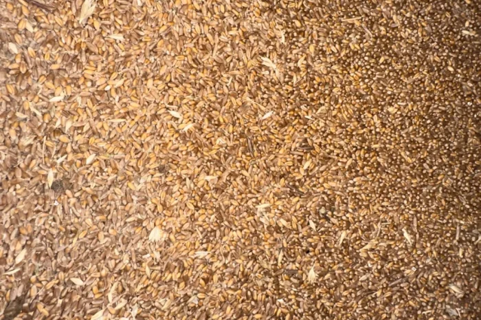 Продается пшеница 4 класса- фото № 2