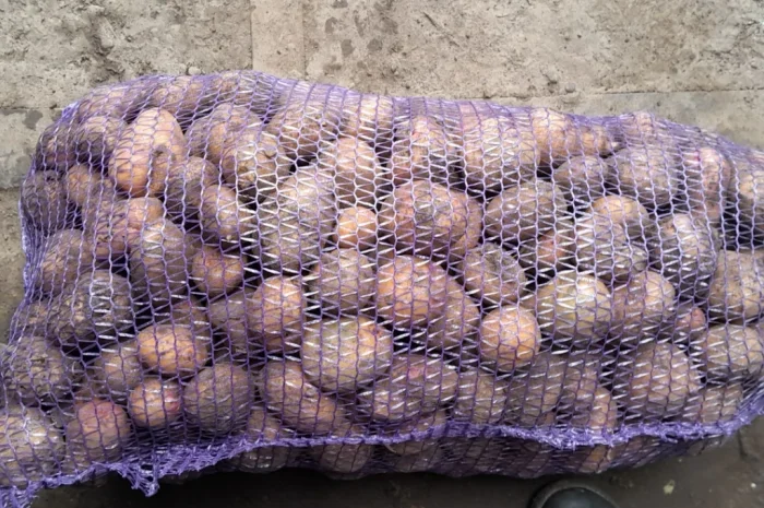 Продаж насіння картоплі Арізона і Пікассо- фото № 1