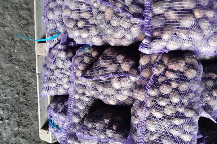 Продаж насіння картоплі Арізона і Пікассо- фото № 2