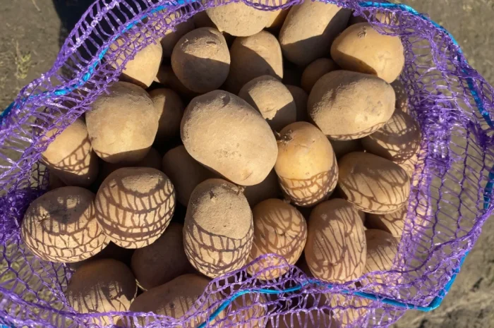 Продается посадочная картошка сорта Мелоді- фото № 1