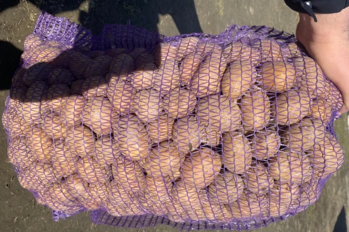 Продается посадочная картошка сорта Мелоді- фото № 3