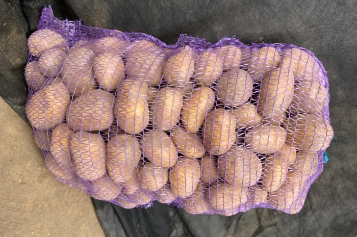 Продается посадочная картошка сорта Мелоді- фото № 5