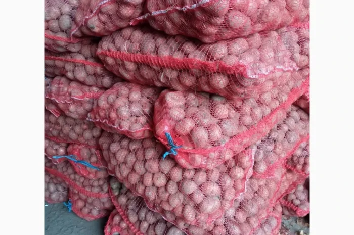 Насіннєва картопля сорту Белароса, 2 репродукція, 2.5 т- фото № 1