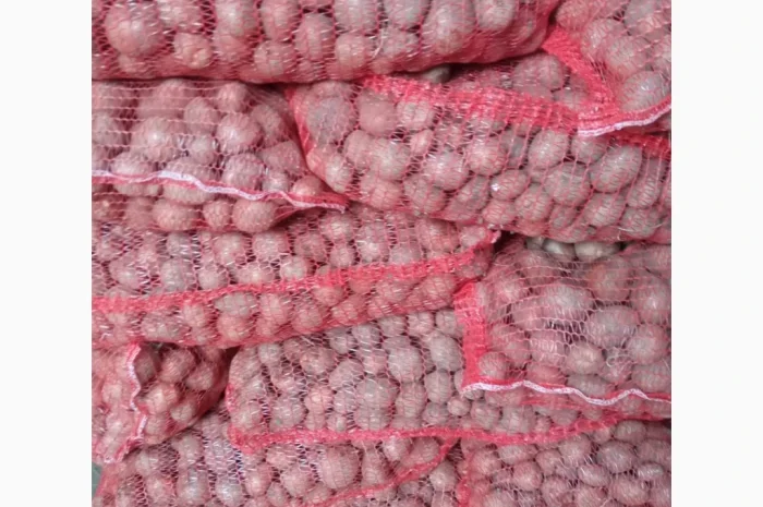 Насіннєва картопля сорту Белароса, 2 репродукція, 2.5 т- фото № 2