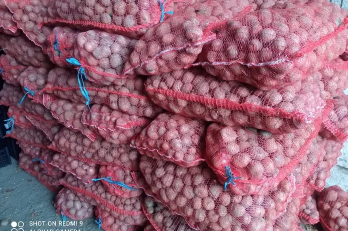 Насіннєва картопля сорту Белароса, 2 репродукція, 2.5 т- фото № 3