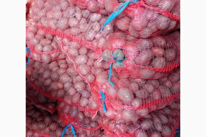 Насіннєва картопля сорту Белароса, 2 репродукція, 2.5 т- фото № 4