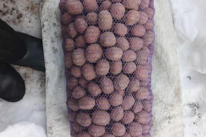 Продажа посадочного картофеля сортов Гранада, Белороса, Королева Анна, Саншайн- фото № 1