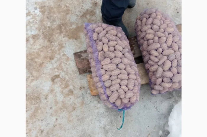 Продажа посадочного картофеля сортов Гранада, Белороса, Королева Анна, Саншайн- фото № 2