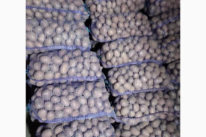 Пропонується товарна картопля сорт Біла Роса- фото № 1