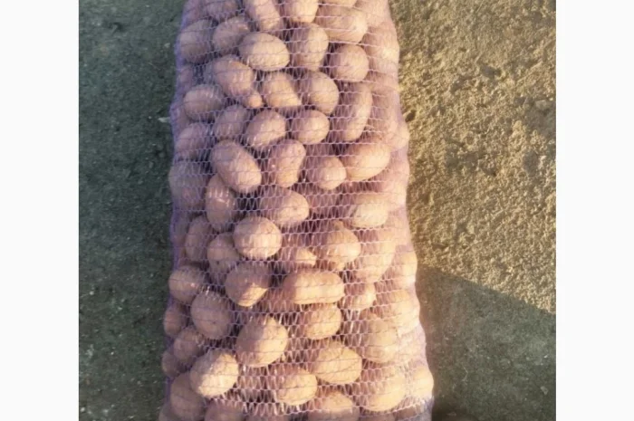 Пропонується насіннева картопля сортів Бела Роса та Княгиня- фото № 1