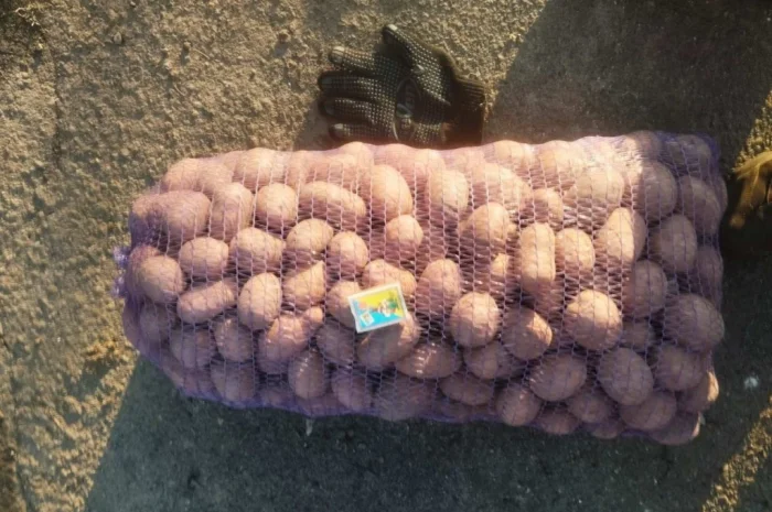 Пропонується насіннева картопля сортів Бела Роса та Княгиня- фото № 2