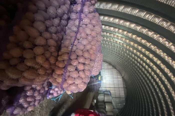 Пропонується посадковий картопля сорт Белароса- фото № 1