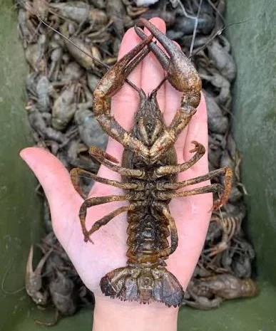 Пропоную живих раків та варимо на замовлення- фото № 1