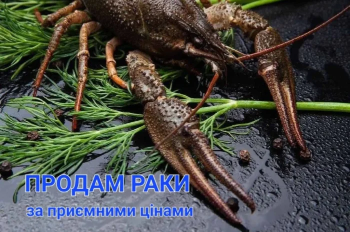 Мальок рака для розведення в Черкасах- фото № 1