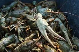 Мальок рака для розведення в Черкасах- фото № 2