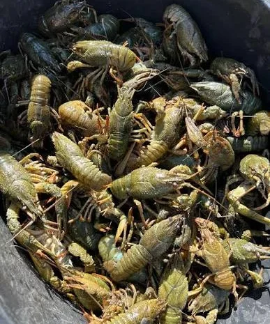 Пропонуються свіжі раки живі та варені- фото № 1