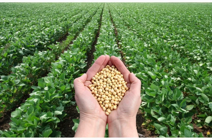 Постійний закуп СОЇ (без ГМО). 2 форма оплати- фото № 1