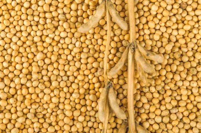 Закупівля сої не гмо! (2 форма)- фото № 1