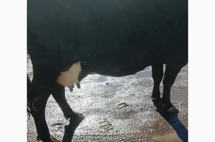 Пропонується розтеляна корова- фото № 1