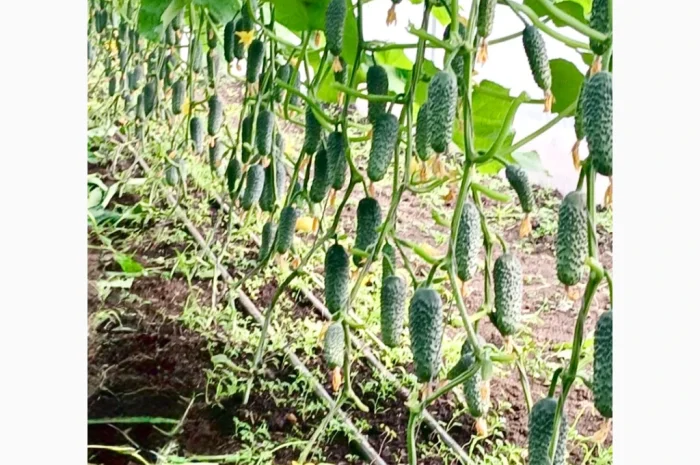 Огурцы Олександрівський – тепличные сорта в продаже- фото № 2