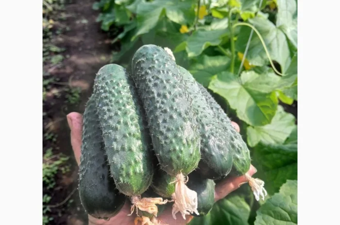 Огурцы Олександрівський – тепличные сорта в продаже- фото № 4