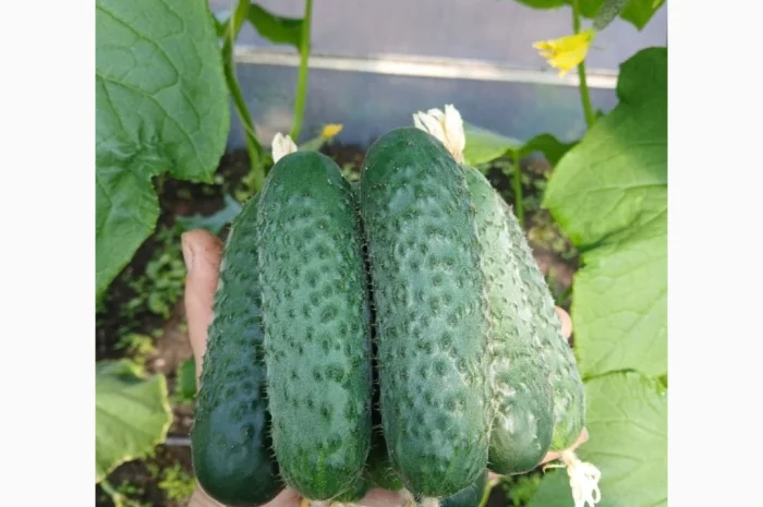 Огурцы Олександрівський – тепличные сорта в продаже- фото № 1