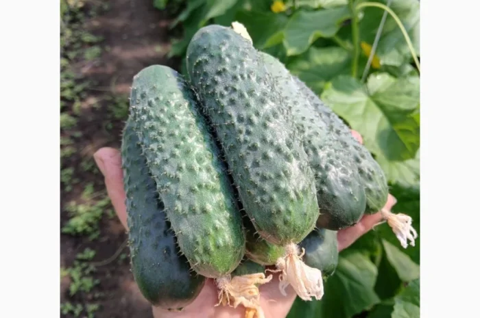 Огурцы Олександрівський – тепличные сорта в продаже- фото № 6