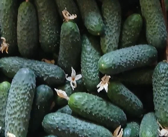 Огурцы Олександрівський – тепличные сорта в продаже- фото № 5