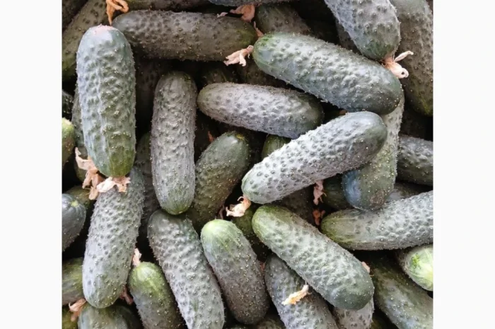 Огурцы Олександрівський – тепличные сорта в продаже- фото № 7