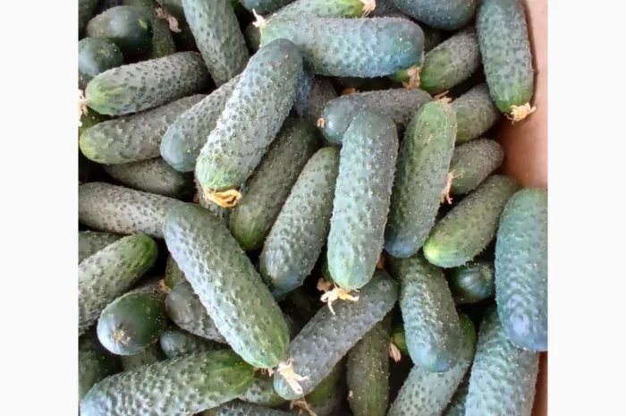 Огурцы Олександрівський – тепличные сорта в продаже- фото № 3