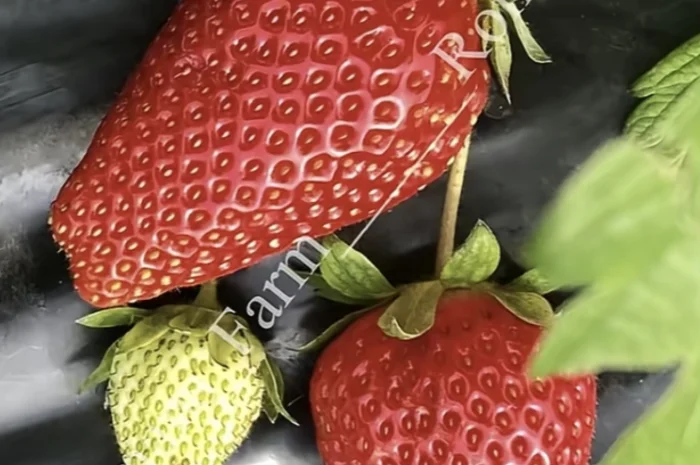 Покупка клубники из теплиц- фото № 1