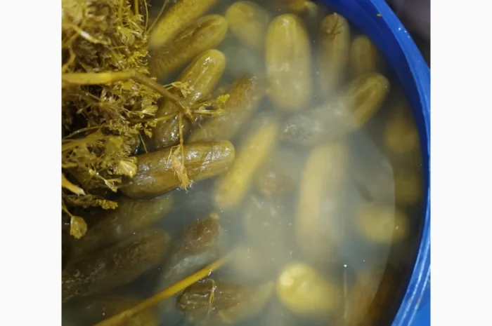 Предлагаем огурец квашеный 6-9; 9-12.Торг.Опт 14т.Цена с ндс- фото № 1